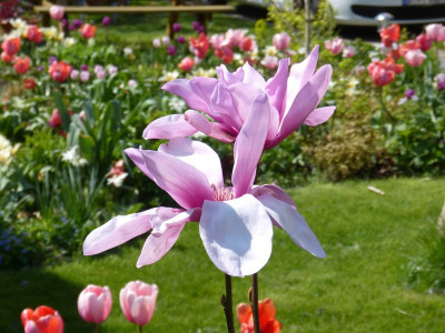 2016-05-01 Gartenimpressionen 1.jpg