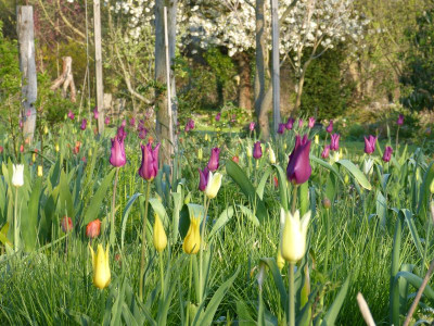 2016-05-01 Gartenimpressionen 3.jpg