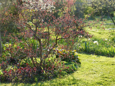 2016-05-01 Gartenimpressionen 4.jpg