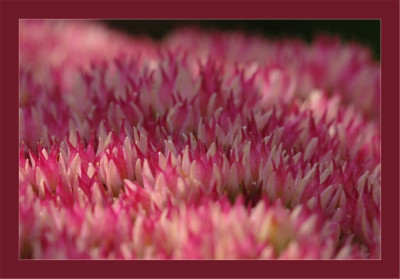 Sedum_1_16-09-2006.jpg