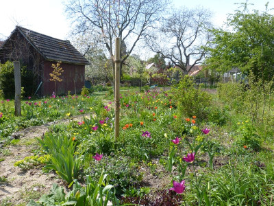 2016-05-01 Garteneinblick 3.jpg
