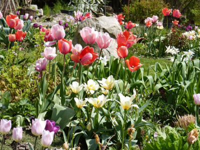 2016-05-01 Tulpen 2.jpg