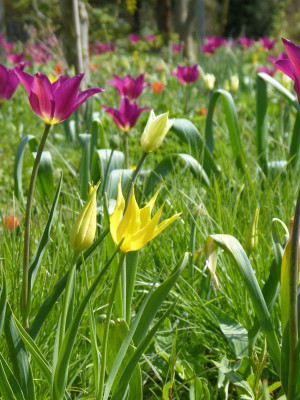 2016-05-01 Tulpen 3.jpg