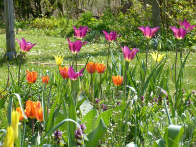 2016-05-01 Tulpen 4.jpg