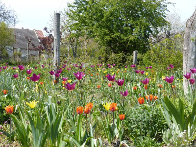 2016-05-01 Tulpen 5.jpg