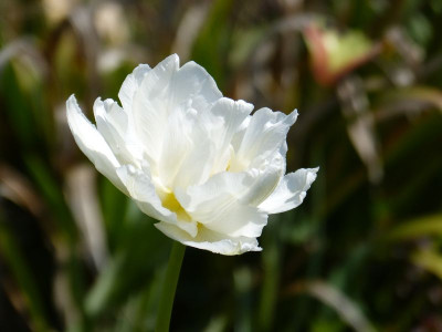 2016-05-01 Tulpen 6.jpg