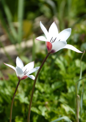 2016-05-01 Tulpen 7.jpg