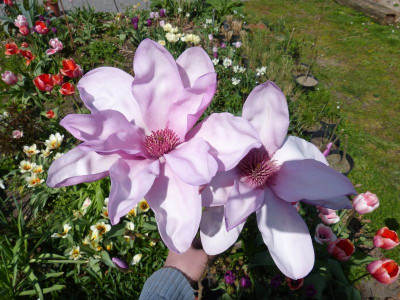 2016-05-01 Magnolia 'Apollo'.jpg