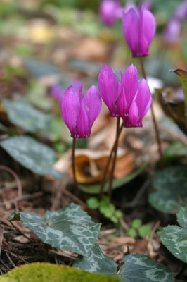 IMG_1874_eCyclamen_purpurascens.JPG