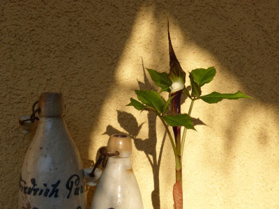 2016-05-01 Arisaema sikokianum.jpg