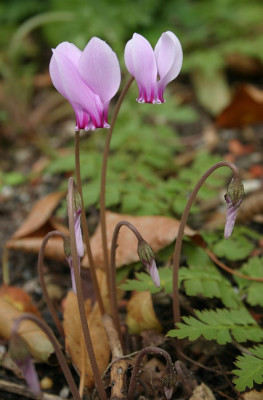 IMG_1877_eCyclamen_hederifolium.JPG