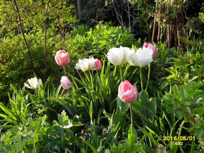 Tulpenmix0516.jpg