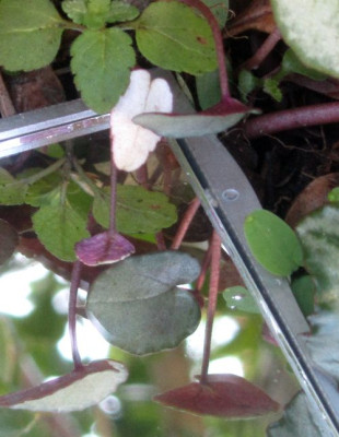 Cyclamen-hederifolium-white leaf.jpg