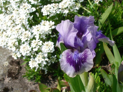 IMGP1086.JPG
