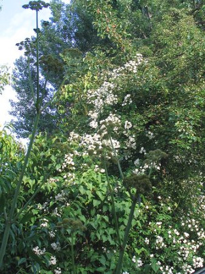 Rambling_Rector_im_Birnbaum.jpg