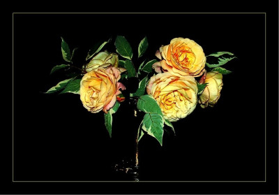 Rosa_Charles_Austin_1_05-09-2006.jpg