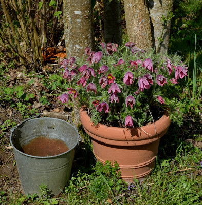DSC_1403-Pulsatilla-rot_001.JPG