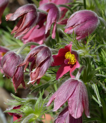 DSC_1404-Pusatilla-rot_002.JPG