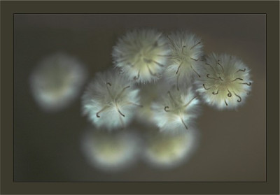 Verbluhtes_Clematis__1_12-02-06.jpg