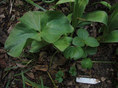 trillium16.img.JPG