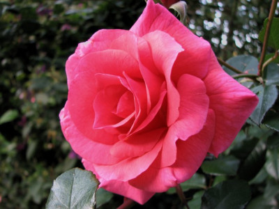ROSE_FR_1509_I.jpg