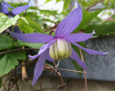 Clematis alpina 05-2016.jpg