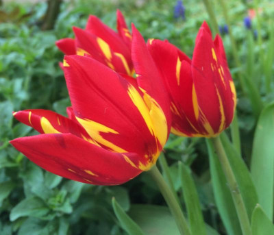 Tulipa unbek. 05-2016.jpg
