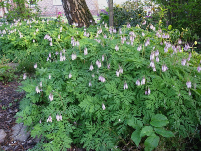 Sämling Birke (Kopie).jpg