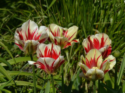 Tulipa_viridiflora_FlamingSpringgreen.16-2.jpg