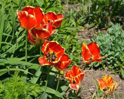 Tulipa-BanjaLuka.16-1.jpg