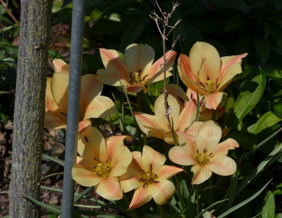 Tulipa-BrightGem.16-1.jpg
