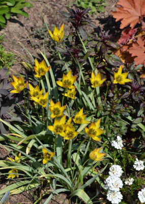 Tulipa_orphanidea_flava.16-2.jpg