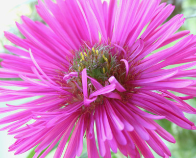 Herbstaster-pink.jpg