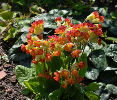 Primula_veris-orange.16-1.jpg