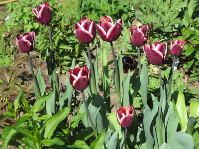 Tulipa 'Fontainebleau'_3409.jpg