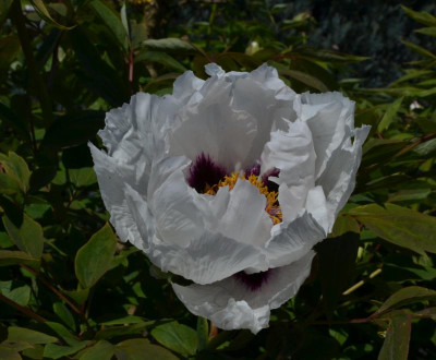 Paeonia_rockii.16-2.jpg
