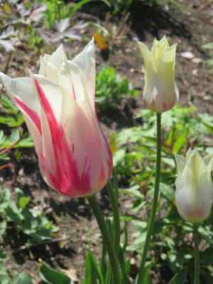 Tulipa 'Marilyn'_3410.jpg