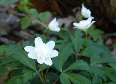 2016-05-02 Anemone nemorosa 'Vestal'.jpg