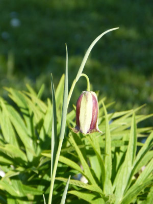 2016-05-02 Fritillaria acmopetala 1.jpg