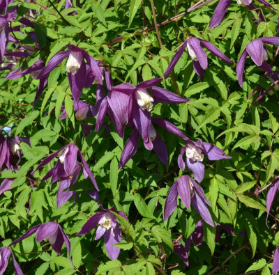 Clematis-alpina.16-1.jpg