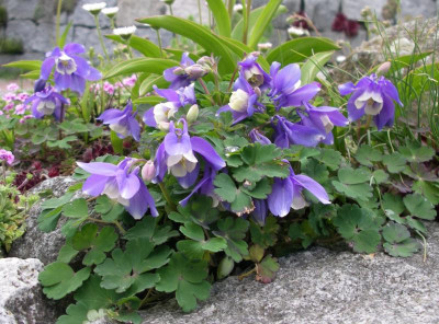 Aquilegia flabellata 02.05.16.JPG