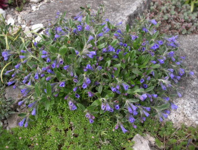 Lithodora oleifolia 02.05.16.JPG