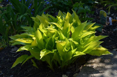Hosta-ChineseSunrise.16-1.jpg