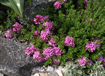 Daphne cneorum pygmaea 02.05.16.JPG