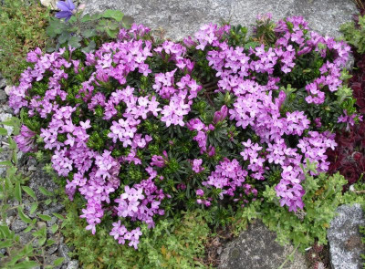 Daphne arbuscula 02.05.16.JPG