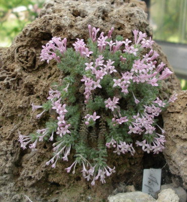 Asperula arcadiensis 02.05.16.JPG
