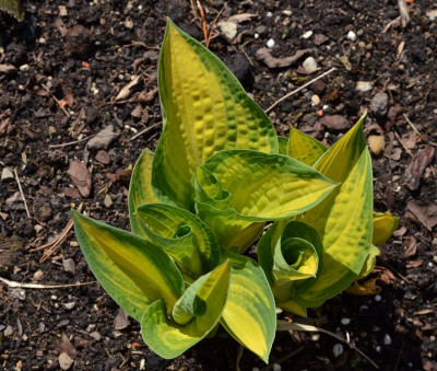Hosta-OrangeMarmelade.16-1.jpg