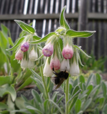 Onosma alboroseum 02.05.16.JPG