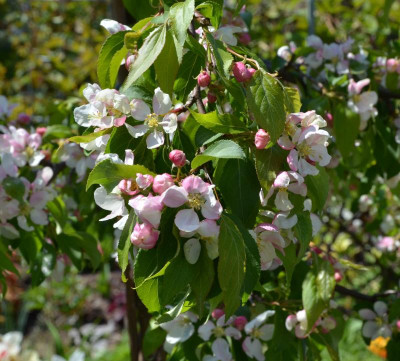 Malus-RedJade.16-2.jpg