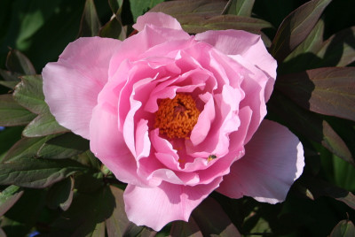 1-IMG_3665.JPG